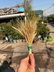 تصویر گل خشک گندم 