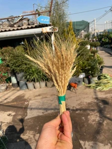 تصویر فروشگاه گلستونک