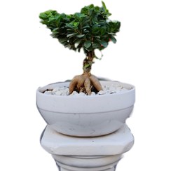 تصویر بونسای جنسینگ - اندازه و شکل Ginseng Bonsai