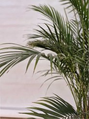 تصویر نخل اریکا سایز بزرگ غول پیکر | کد: ZNB-GQI 