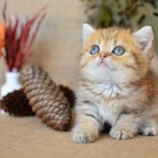 تصویر گربه بریتیش بلک گلد کد 17 