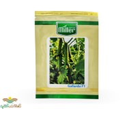 تصویر بذر خیار گلخانه‌ای گالاردو ۵۰۰ عدد 