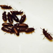 تصویر سوسک تاریکی – مولد میلورم 