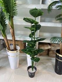 تصویر پتوس یک متری 