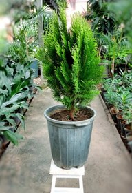 تصویر نهال کاج 