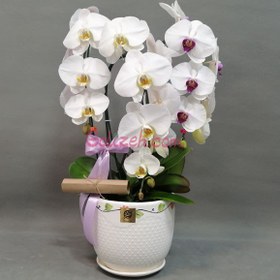 تصویر گلدان ارکیده سفید 