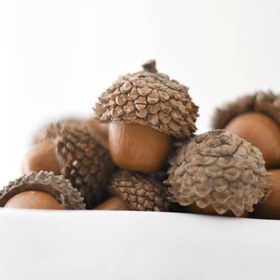 تصویر بلوط - بلوط باریک 