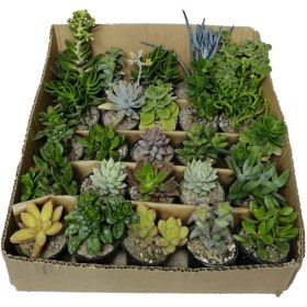 تصویر ساکولنت‌ 25 عددی 