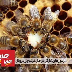 تصویر ژل رویال تازه و اصل(20گرمی)خرید از زنبوردار( 1 گرم24 تومن) 