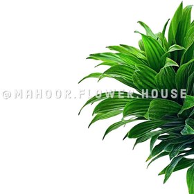 تصویر دراسنا کامپکت 