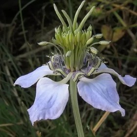 تصویر بذر سیاهدانه 1 گرمی 