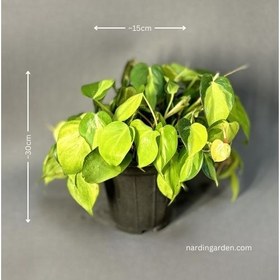 تصویر اسکاندیس ابلق 