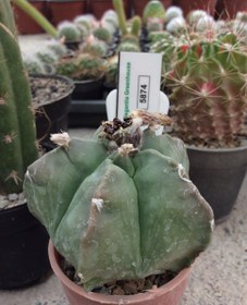 تصویر بذر کاکتوس آستروفیتوم کیکو نودوم ژاپن ELG.5874 - بسته 10 عددی Astrophytum Myrio Kikko nudum JAPAN ELG.5874