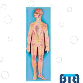 تصویر مولاژ دستگاه عصبی 80×30 