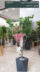 تصویر بونسای قاشقی با تنه چوب طبیعی ارتفاع 160 سانت 