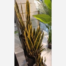 تصویر گل مصنوعی سانسوریا 