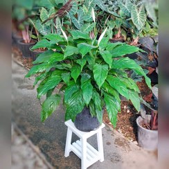 تصویر گیاه اسپاتی فیلوم 