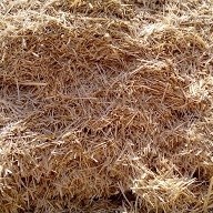 تصویر کاه گندم Wheat straw