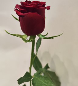 تصویر رز هلندی - قرمز roz