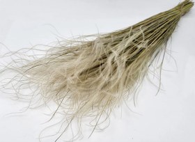 تصویر گل خشک ریش بابا ( استیپا ) 