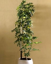 تصویر شفلرا: گیاهی ایده‌آل برای فضاهای اداری و کاری 