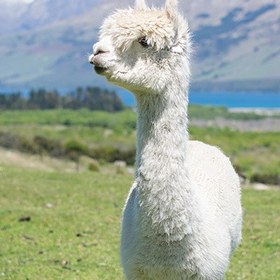 تصویر پرورش لاما (شتر گوسفند) و آلپاکا 