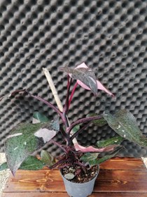 تصویر فیلودندرون پینک پرنسس Philodendron erubescens 'Pink Princess