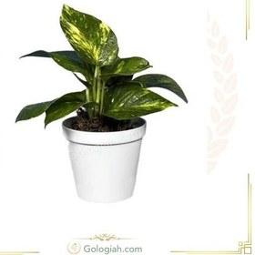 تصویر پتوس زعفرانی 