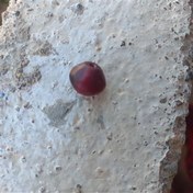 تصویر مهره یاقوت گبری 