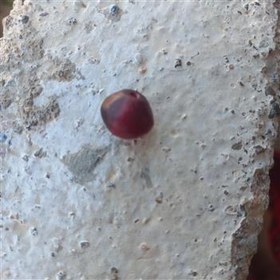 تصویر مهره یاقوت گبری 