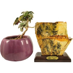 تصویر سنگ راف شجر فسیلی پارلاگوهر کد 5872 