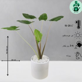 تصویر بابا آدم 