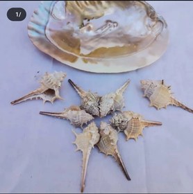 تصویر صدف هلیکوپتری 