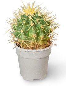 تصویر کاکتوس آچینو Ferocactus glaucescens 