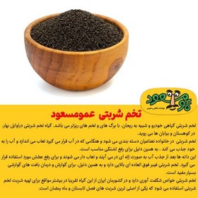 تصویر تخم شربتی درجه یک عمومسعود بسته 100 گرمی 