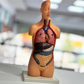 تصویر مولاژ بدن 1/2 با نمایش مغز 