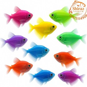 تصویر ماهی گلوفیش (GloFish) 