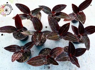 تصویر پک ۱۰ عددی ارکیده جواهر 