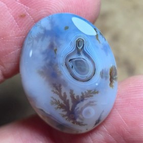 تصویر شجر قائن قواره دار زیبا خاص رگه سلیمانی 