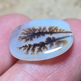 تصویر شجر قائن واضح زیبا خاص 