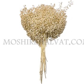 تصویر گل خشک عدسی سفید 