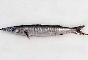 تصویر ماهی کوتردم سیاه 