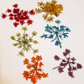 تصویر گل شوکران بزرگ 