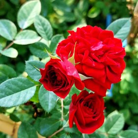 تصویر اسانس خوشبو کننده گل رُز ( Secret Rose ) 