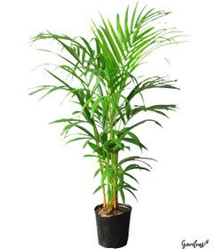 تصویر نخل اریکا با گلدان سرامیکی 