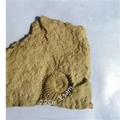 تصویر کمیابترین فسیل آمونیت هترومورف ایسام و ایران 