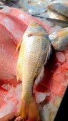 تصویر ماهی سنگسر 