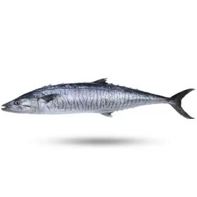 تصویر ماهی شیر پولکی 