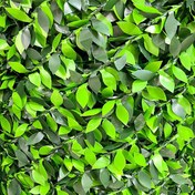 تصویر فنس برگی – پرتقالی 