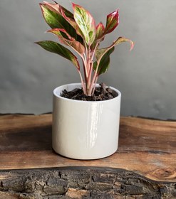 تصویر گیاه آگلونما لب ماتیکی 